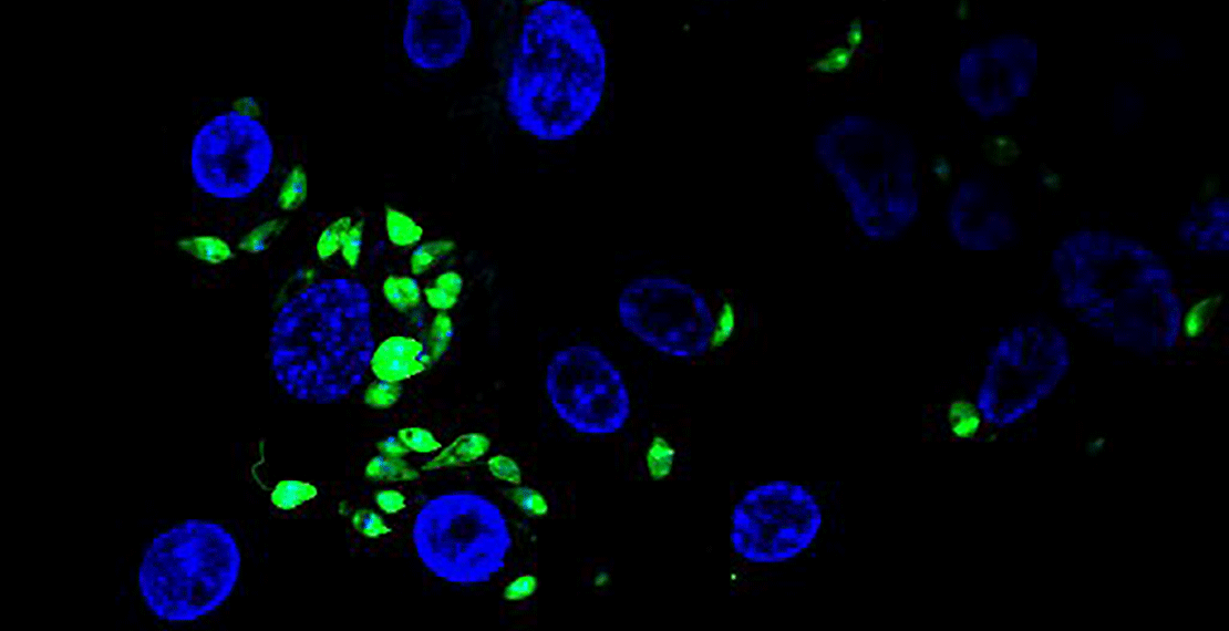Leishmania donovani (groen) infecteert macrophagen (blauw)