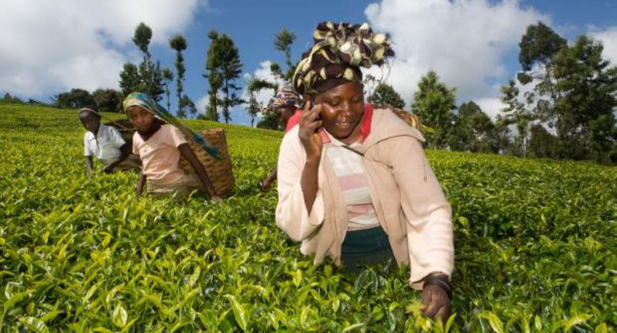 Kenyan tea picker makes a phone call.