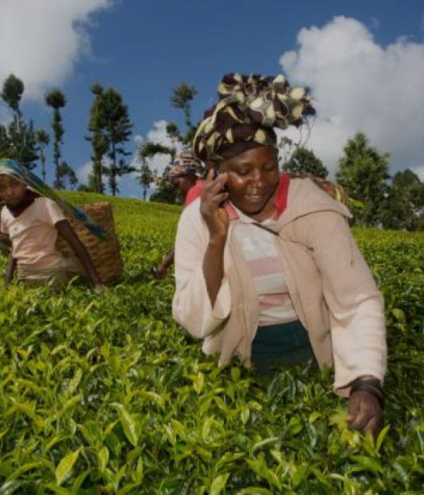 Kenyan tea picker makes a phone call.